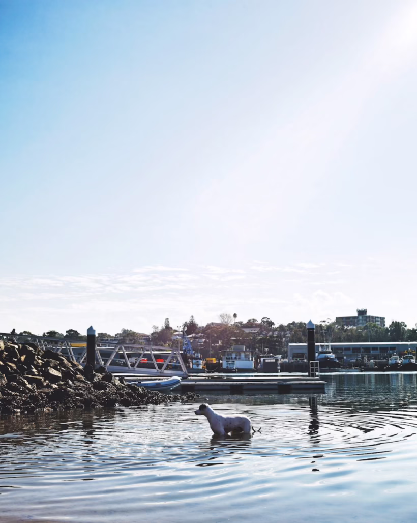 Glebe foreshore Sydney SilverKris
