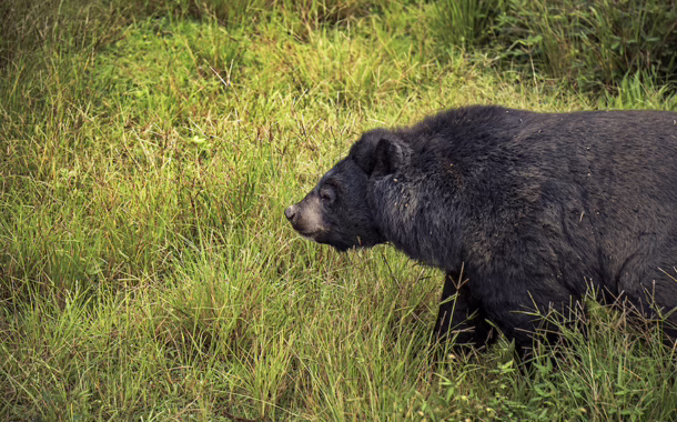 luang prabang bears
