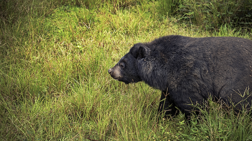 luang prabang bears
