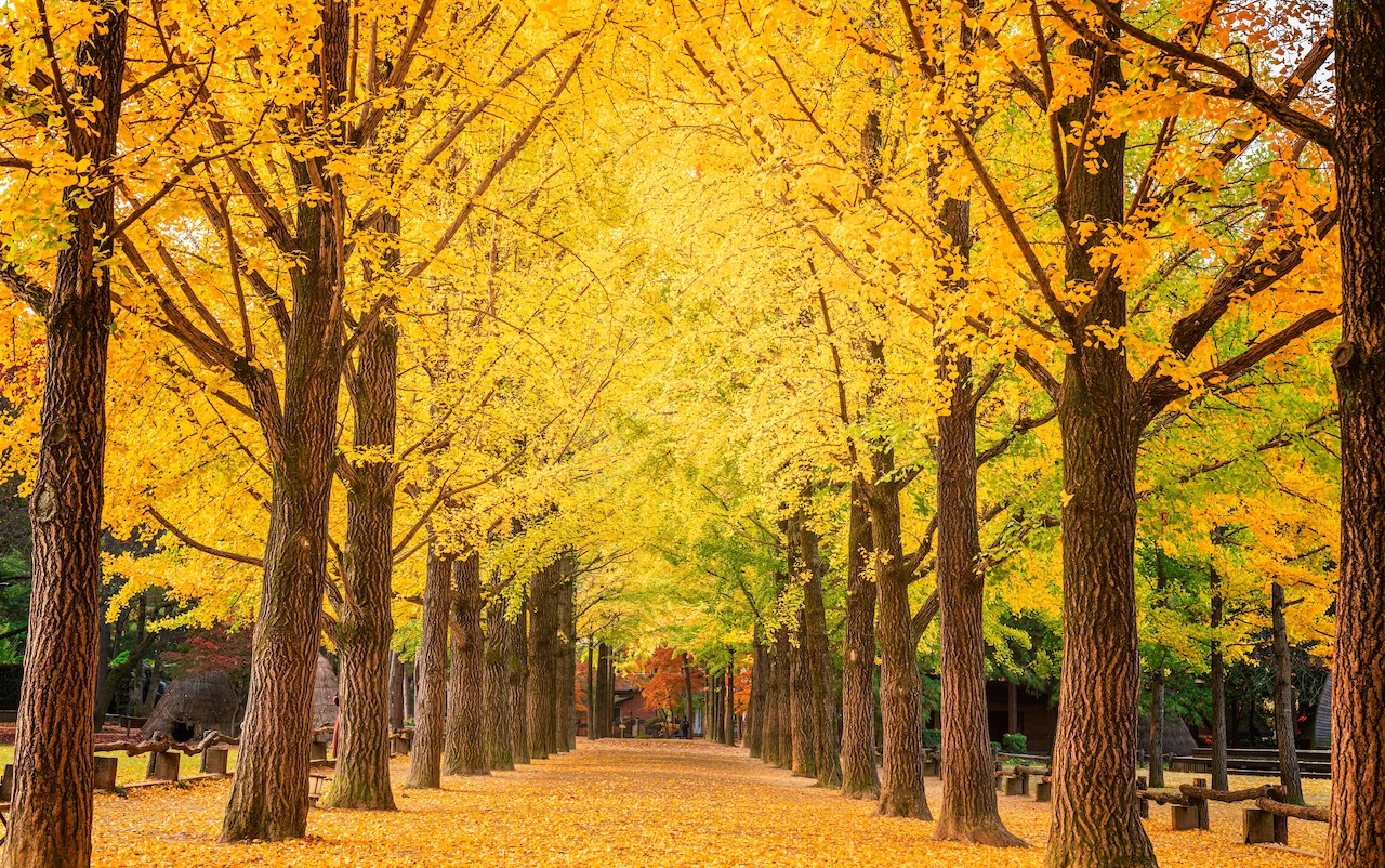 Nami-island-fall-foliage-SilverKris