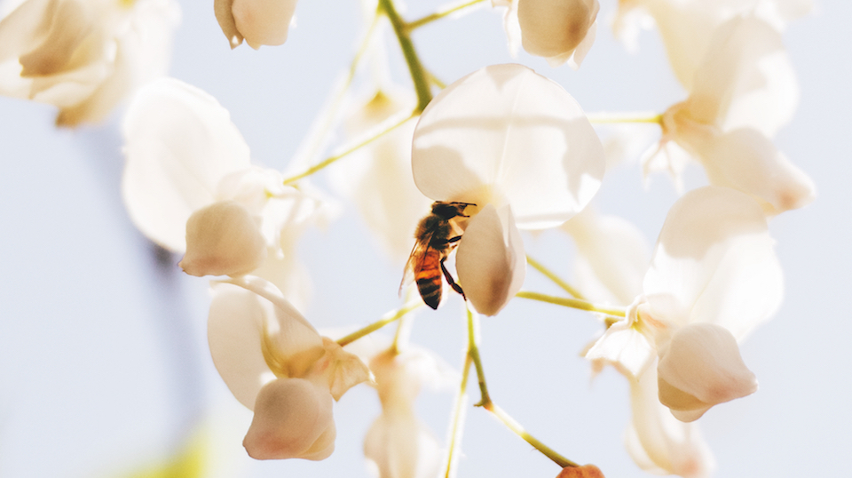 SilverKris_Bees in Peachester feature image