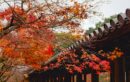 fall-foliage-feature-image