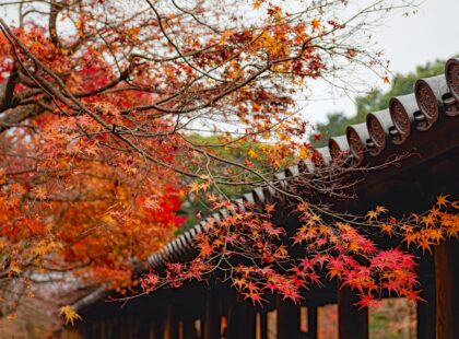 fall-foliage-feature-image