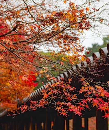 fall-foliage-feature-image