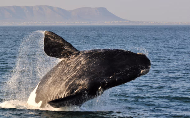 SA whale watching feature