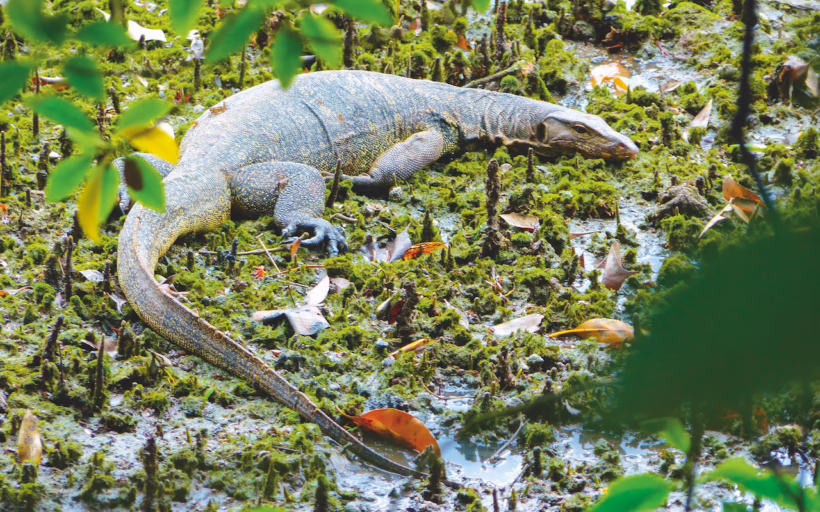 Christmas festivities guide SilverKris