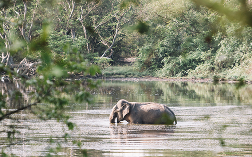 willpatu elephant silkwinds