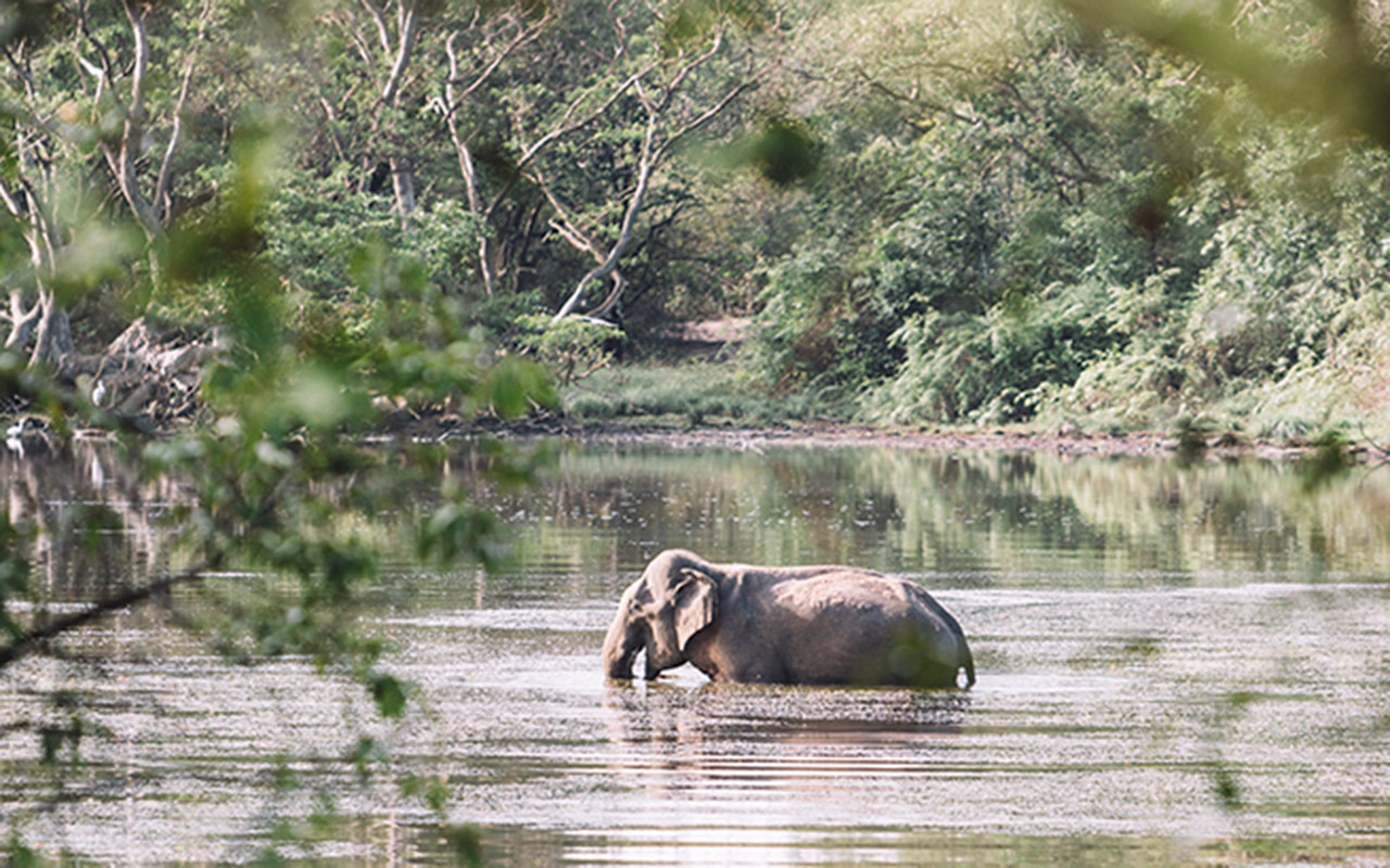 willpatu elephant silkwinds