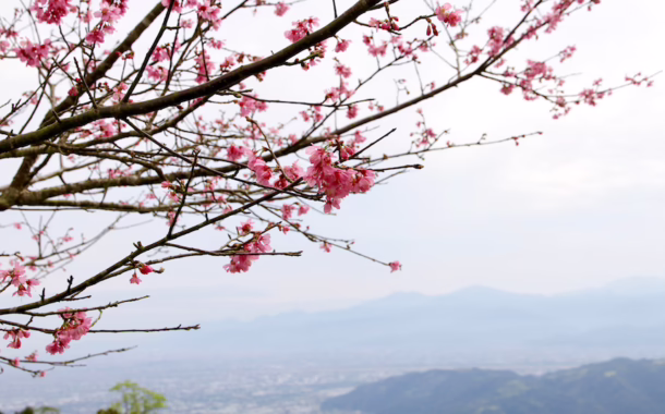cherry blossoms feature image taiwan Silverkris