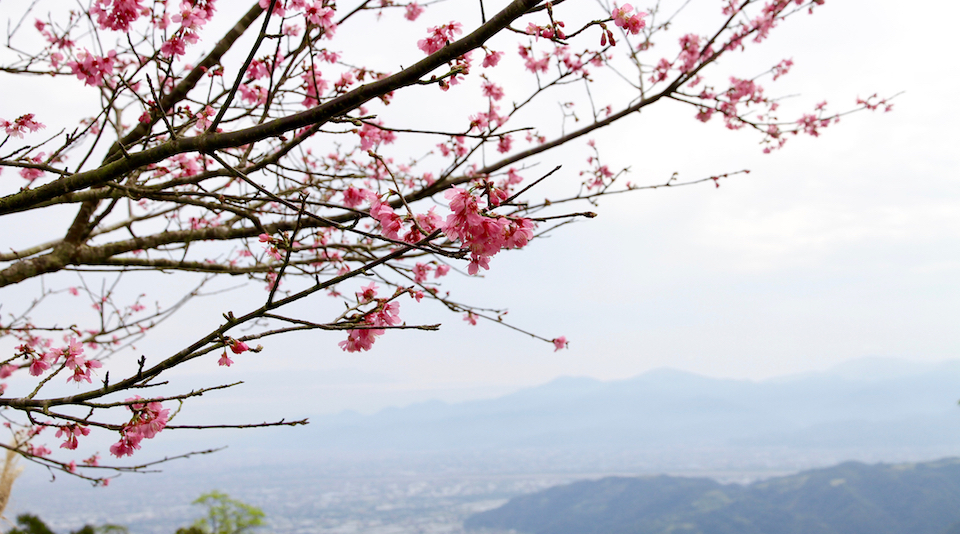 cherry blossoms feature image taiwan Silverkris