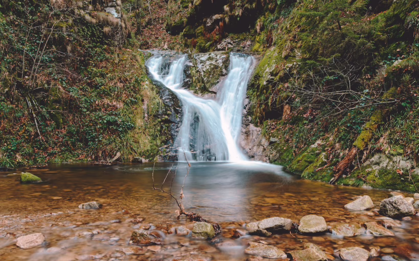 Black Forest dining silverkris