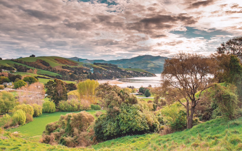 New Zealand penguins silverkris
