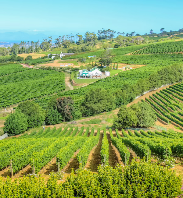 Constantia Wine Tasting Cape Town SilverKris City Guide