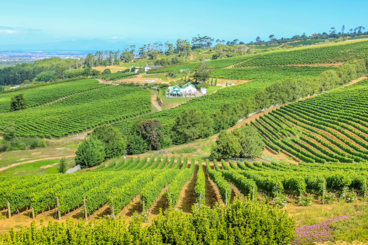 Constantia Wine Tasting Cape Town SilverKris City Guide