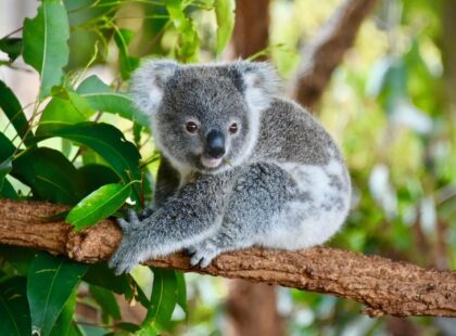 SQ koalas and wombats feature
