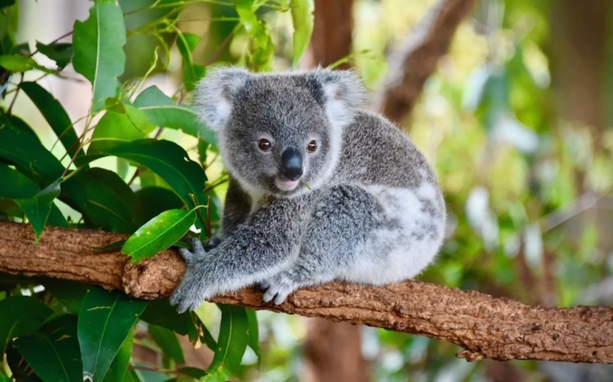 sq koalas