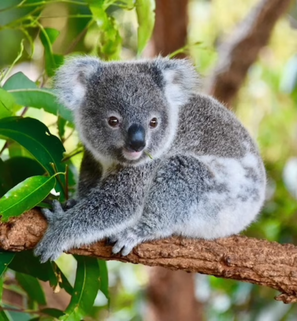 sq koalas