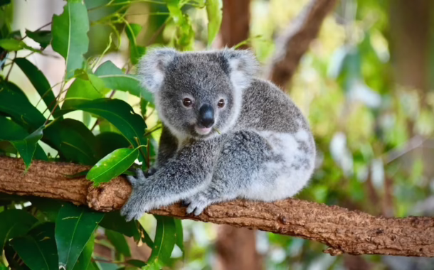 sq koalas