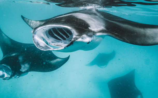 Manta Ray Maldives SilverKris