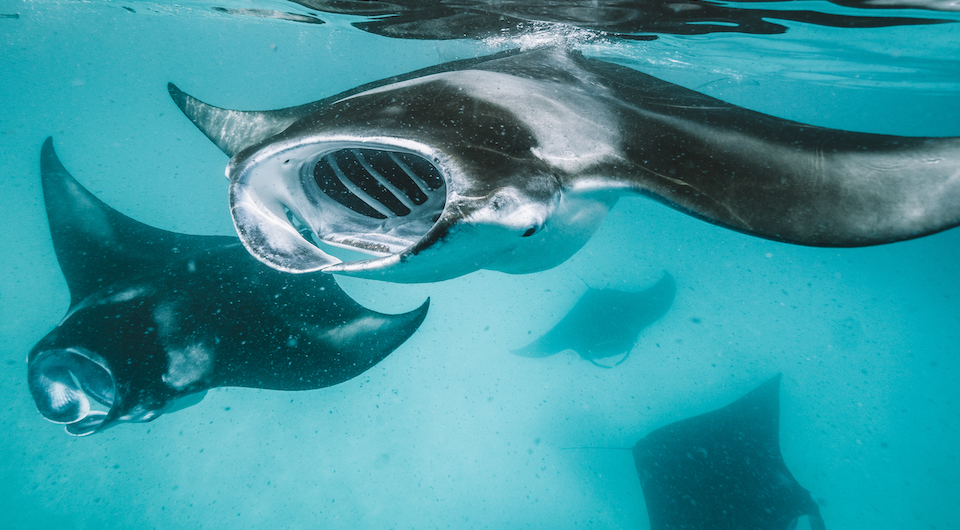 Manta Ray Maldives SilverKris