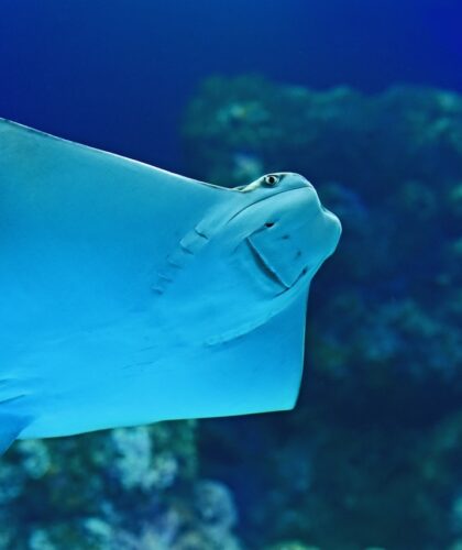 Cairns Aquarium Cairns SilverKris
