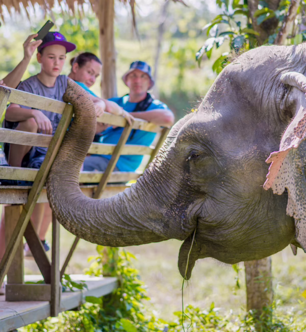Visitors engaging with elephant