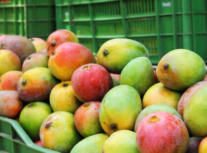 indian mango feature image