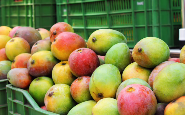 indian mango feature image