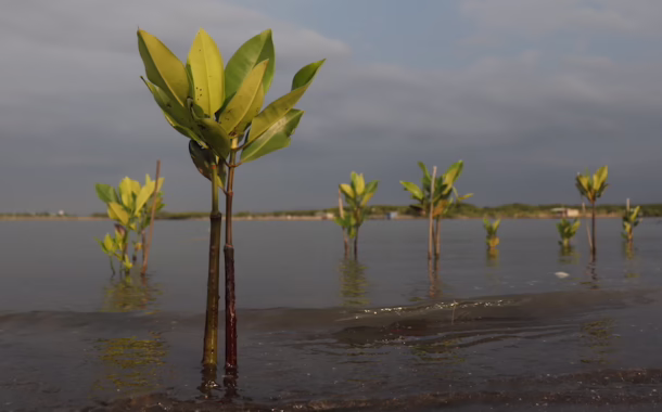mangroves semarang silkwinds