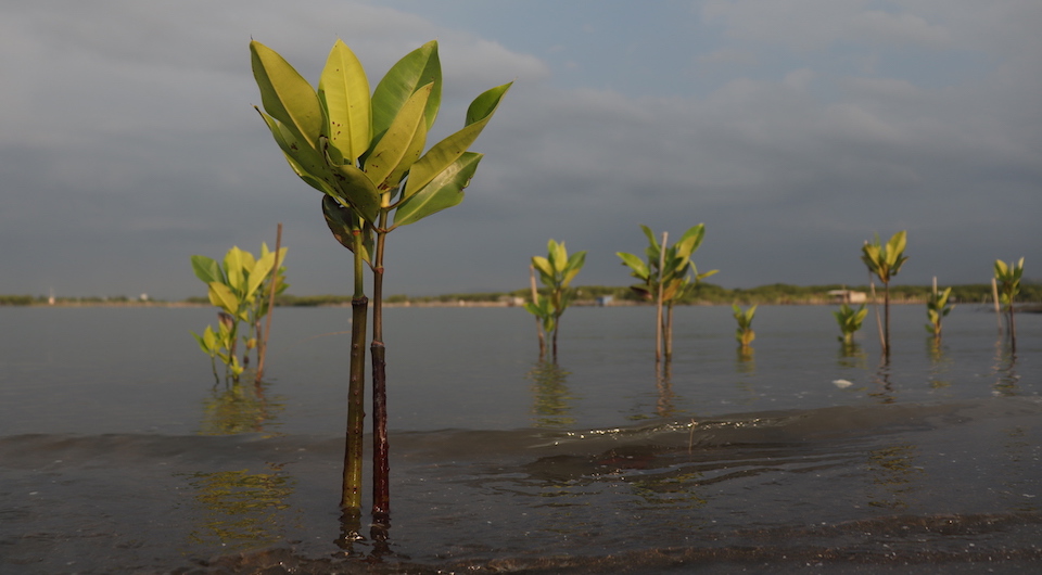 mangroves semarang silkwinds