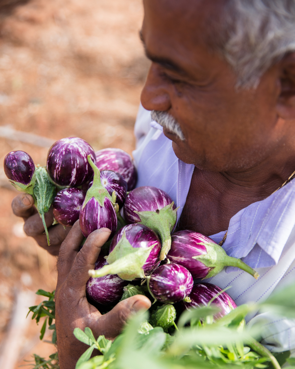 Bangalore Kamadhenu Organic Farms Silkwinds