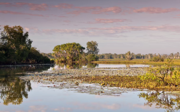 mangroves silkair feature