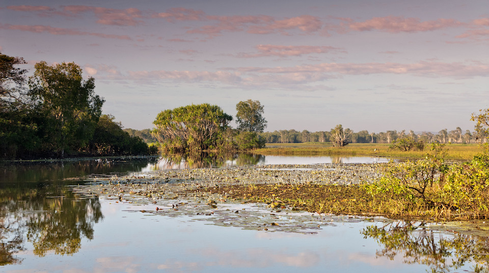 mangroves silkair feature