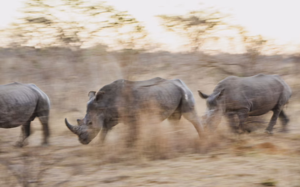 South African rhinos poaching danger