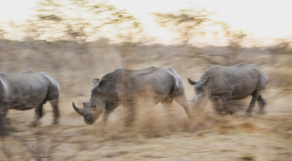 South African rhinos poaching danger