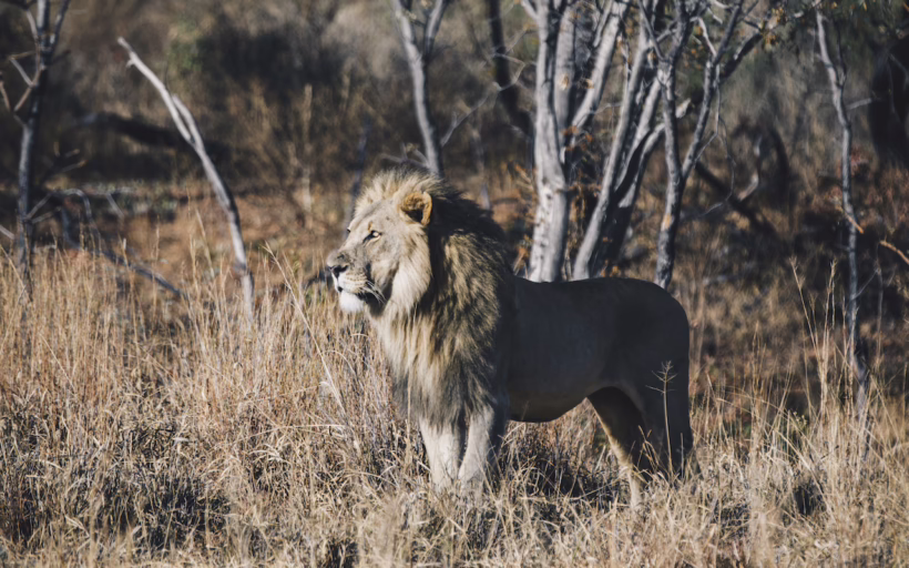 South African rhinos poaching danger