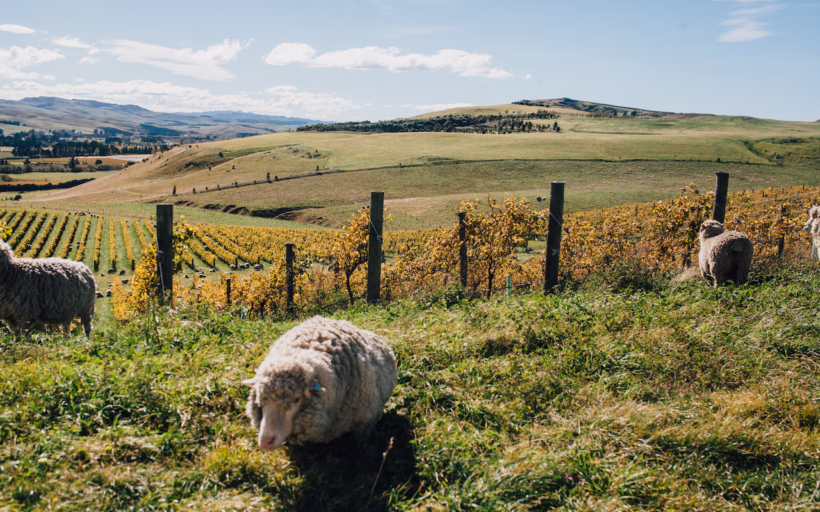 North Canterbury Wine Region Christchurch feature