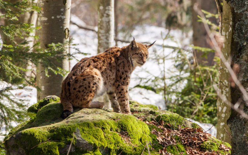 animal attraction wildlife