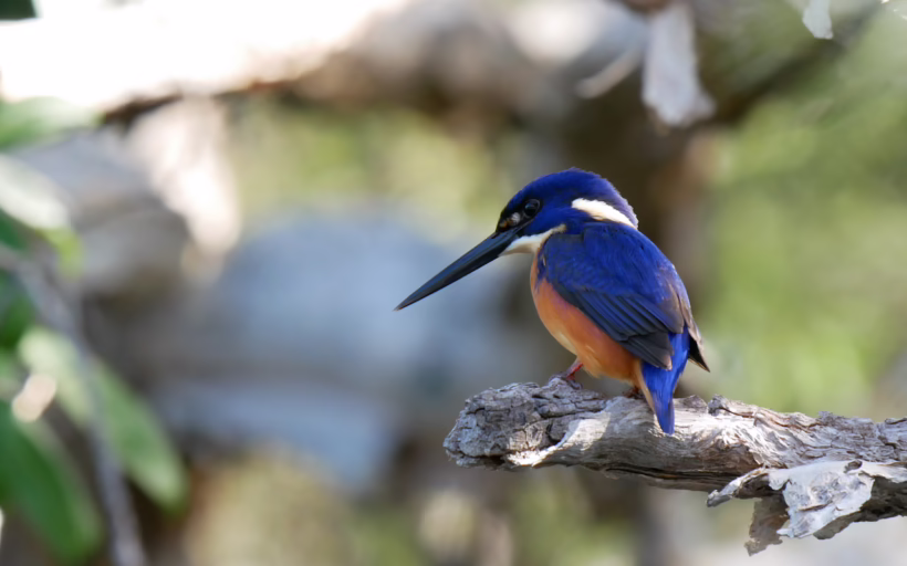animal attraction wildlife