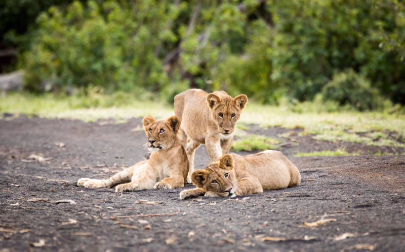 Africa's conservation project