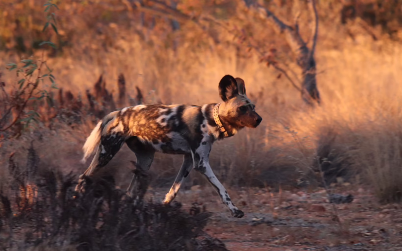 Africa's conservation projects