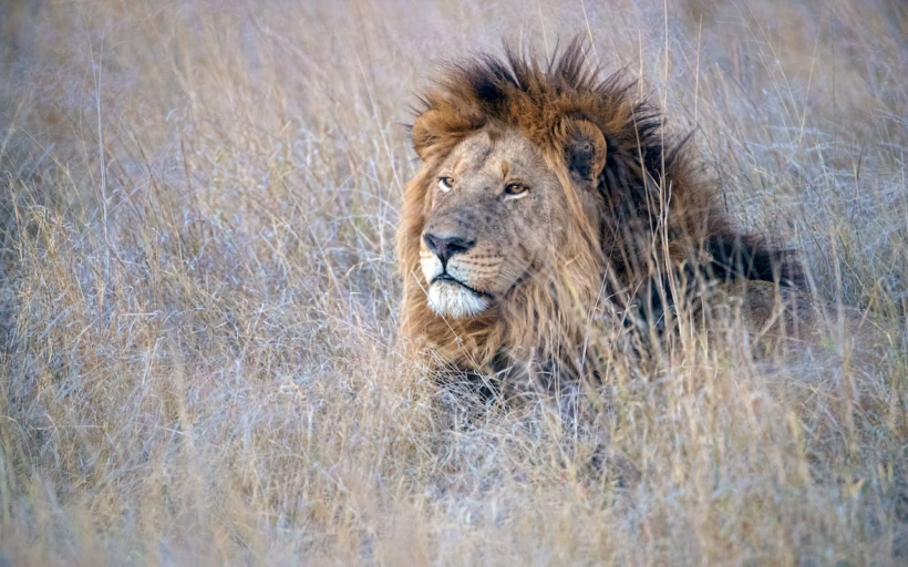 Lions in the conservation project