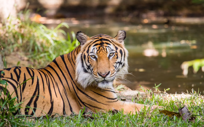 Indochinese tiger