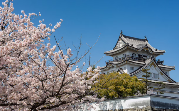 Quiet cherry blossom viewing