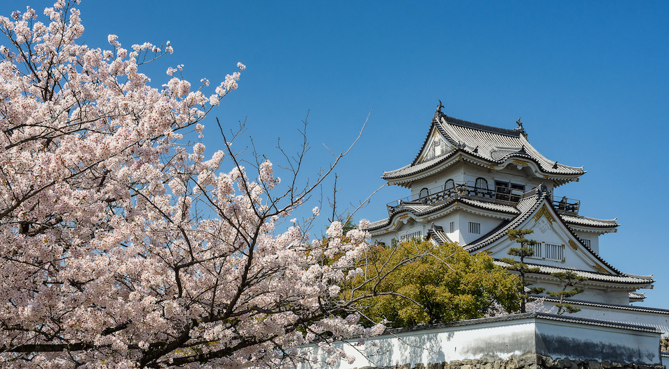 Quiet cherry blossom viewing