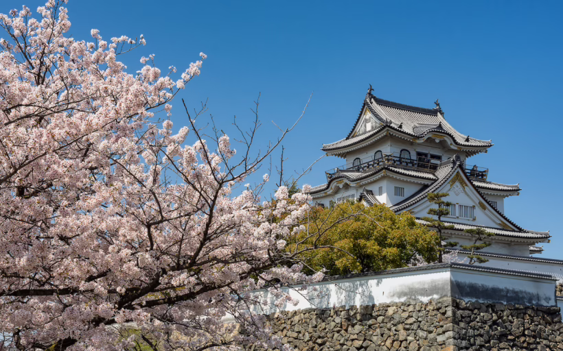 Quiet cherry blossom viewing