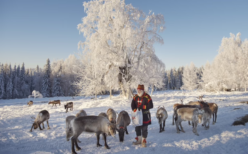 Arctic reindeer feature sweden