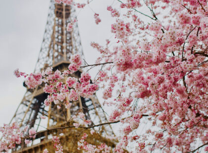 Cherry Blossoms Paris