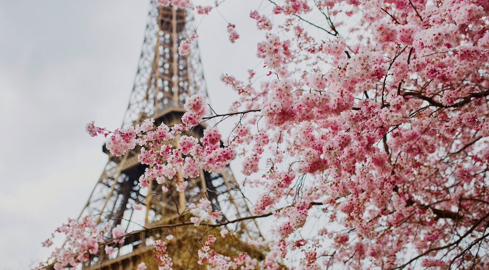 [THE TIS] CHERRY BLOSSOM シャー スクランチ / 韓国ブランド Amazon.com: Spring Time Flowers: Sakura Cherry Blossom Tree