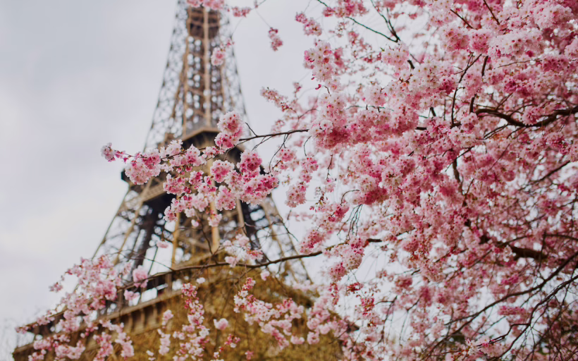Cherry Blossoms Paris